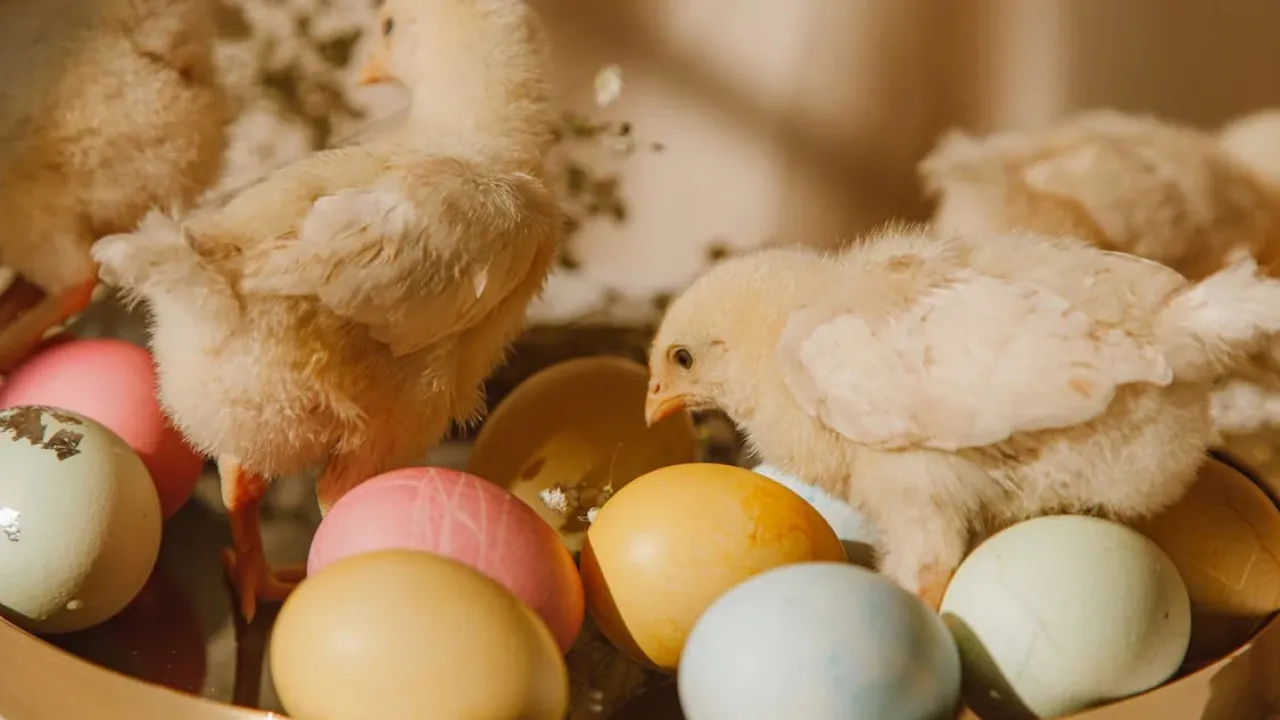 В Україні вивели нову породу курей, яка несе одразу кольорові яйця 