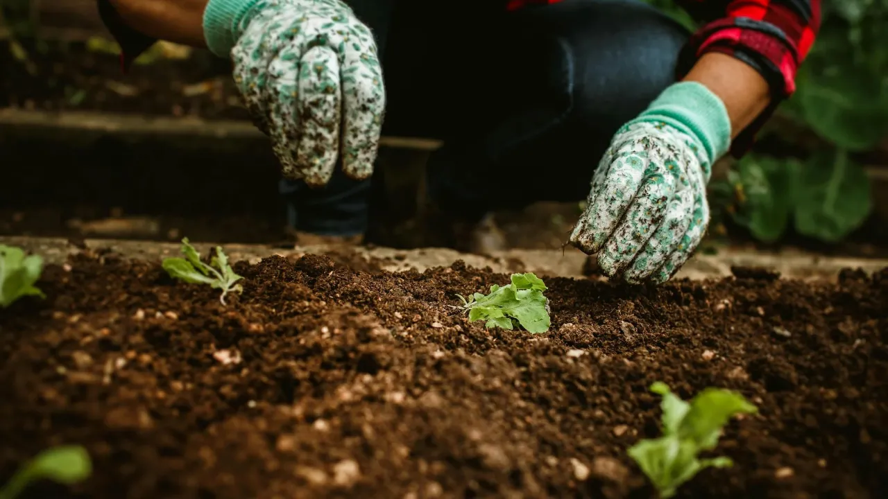 Горе-добрива: чим можна випадково знищити розсаду ще до висадки у ґрунт 