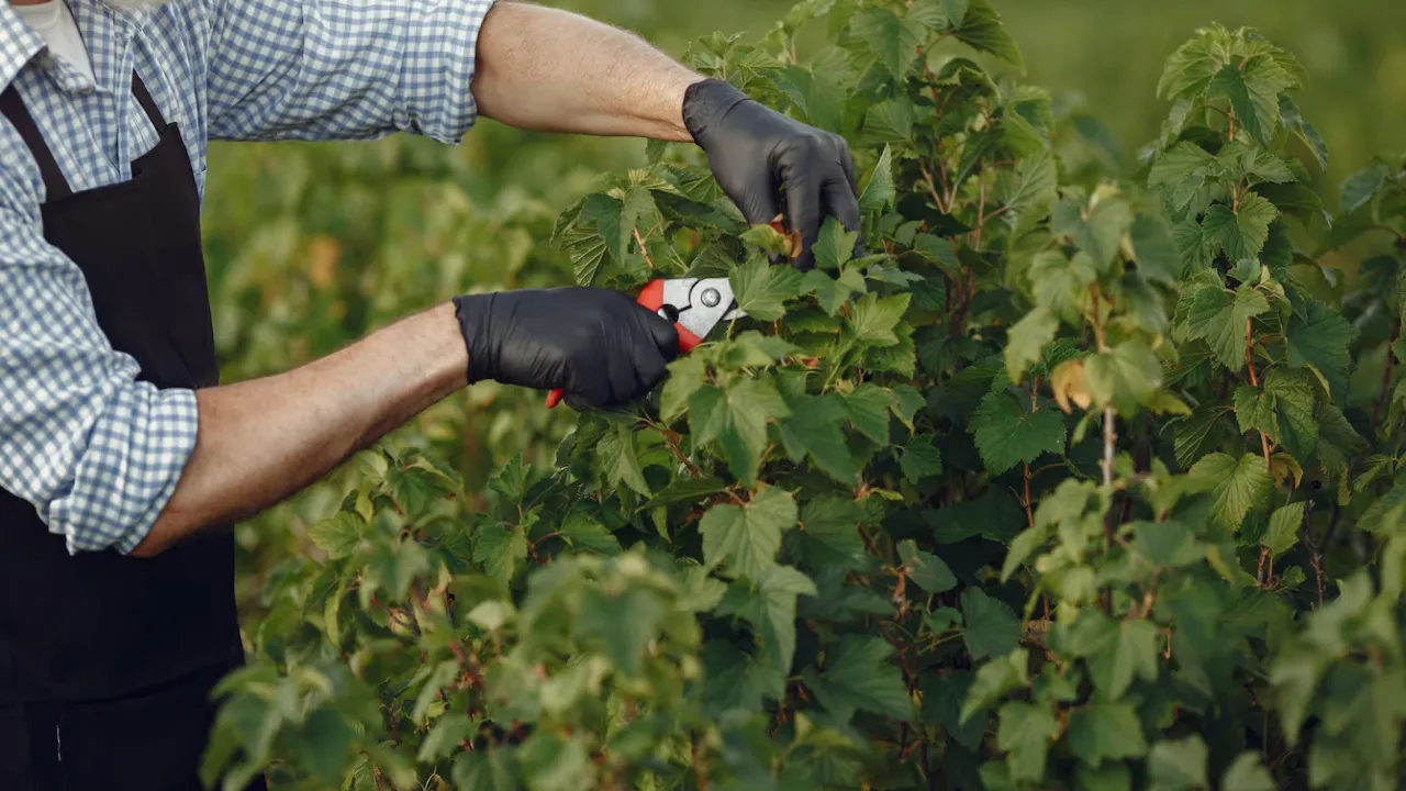 Коли садити малину навесні 2025: поради садівникам 