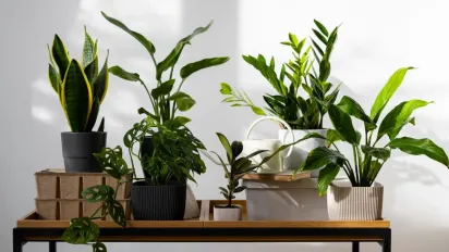 Кімнатна рослина, яка сповільнює старіння: її ви точно бачили у когось на підвіконні - фото