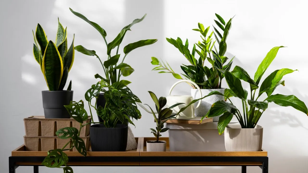 Кімнатна рослина, яка сповільнює старіння: її ви точно бачили у когось на підвіконні 