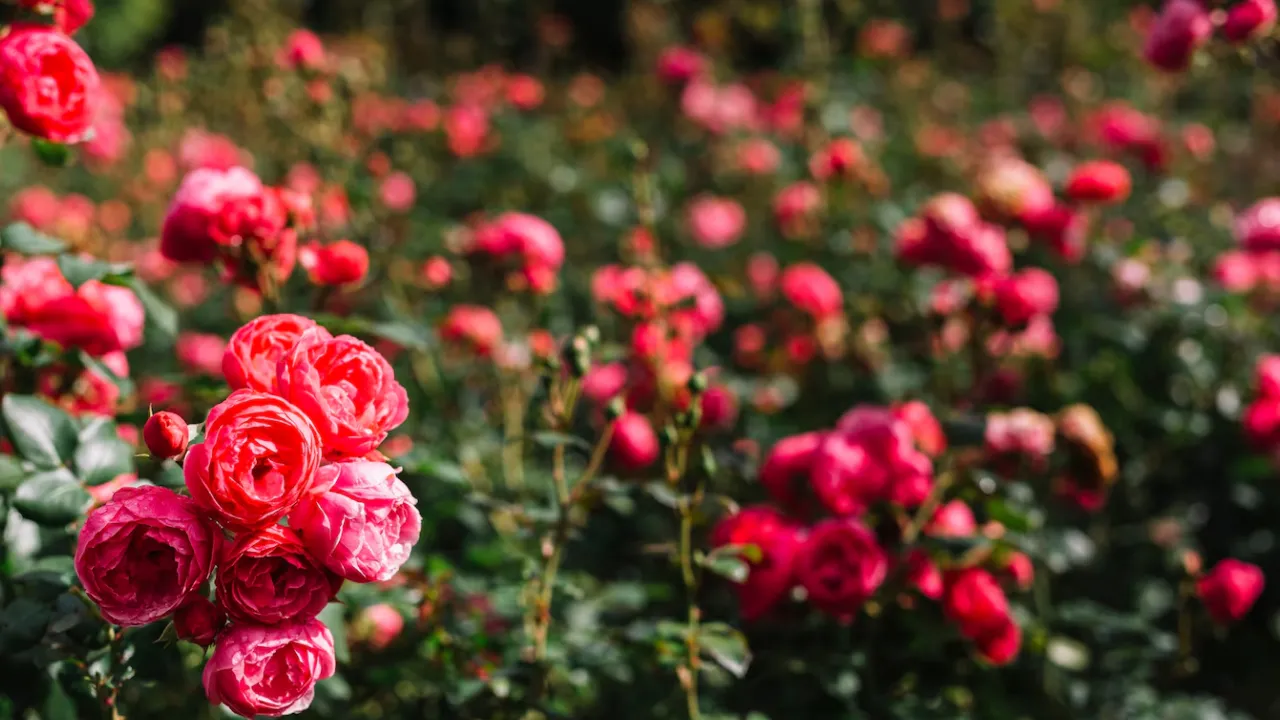 Що посадити поруч із трояндами: ідеальні сусіди для краси та здоров’я квітника 