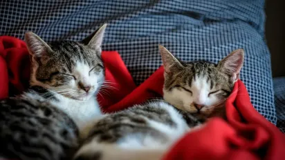 Чому коти обожнюють пакети: цікава поведінка та потенційні небезпеки - фото