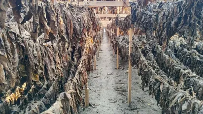 Одеські  ділки вирощували  фальсифікований тютюн у 16 теплицях - фото