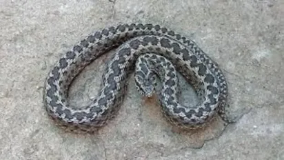 Обережно: на Рівненщині прокинулися змії - фото