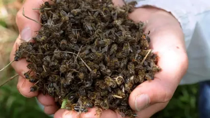 Інфекційні хвороби атакують бджіл - як на Житомирщині рятують пасіки? - фото