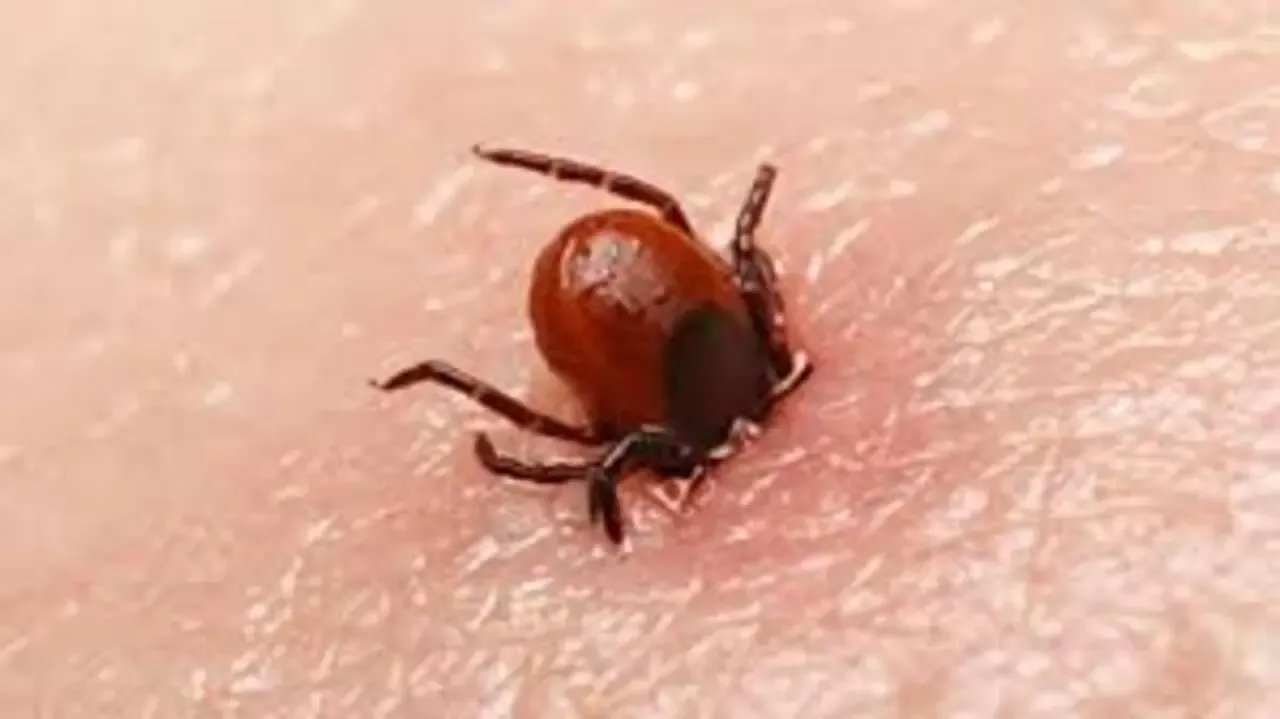  У регіонах України зафіксовано випадки хвороби Лайма після укусів кліщів 