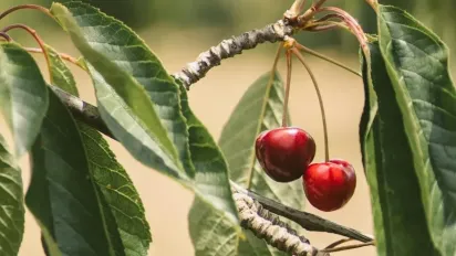 Як прищепити вишню без помилок: найкращі методи для кожного садівника - фото