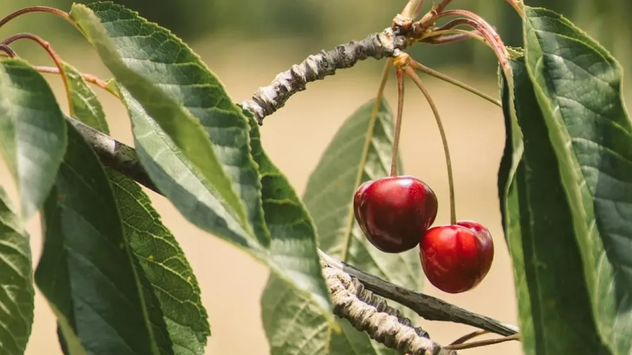 Як прищепити вишню без помилок: найкращі методи для кожного садівника 
