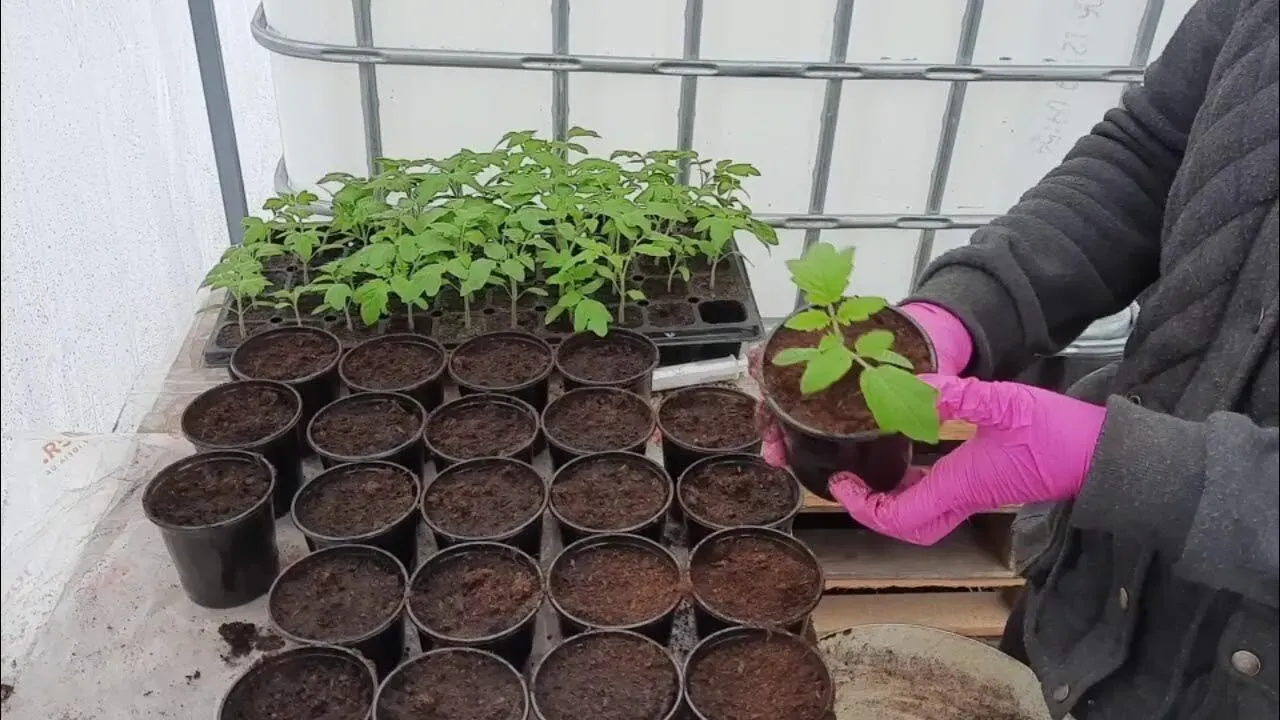 Що посадити в саду та квітнику під час Місяця в Діві (24 квітня): поради для городників 