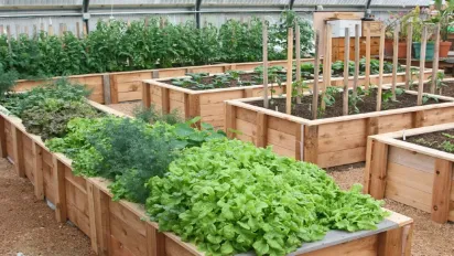 Високі грядки: як зробити та чому це вигідно - фото