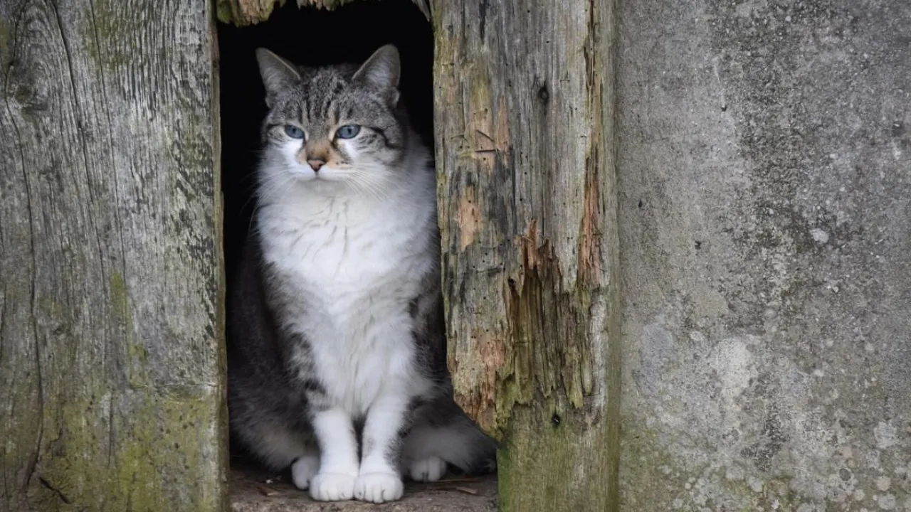 Задощить та різко похолодає: синоптики попереджають про погіршення погоди наприкінці тижня 