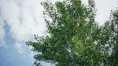 Які дерева не рекомендують садити на подвір’ї: перелік небажаних для двору рослин - фото
