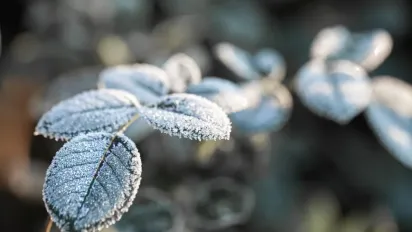 Україну скують заморозки, температура впаде до -3°: прогноз синоптика - фото