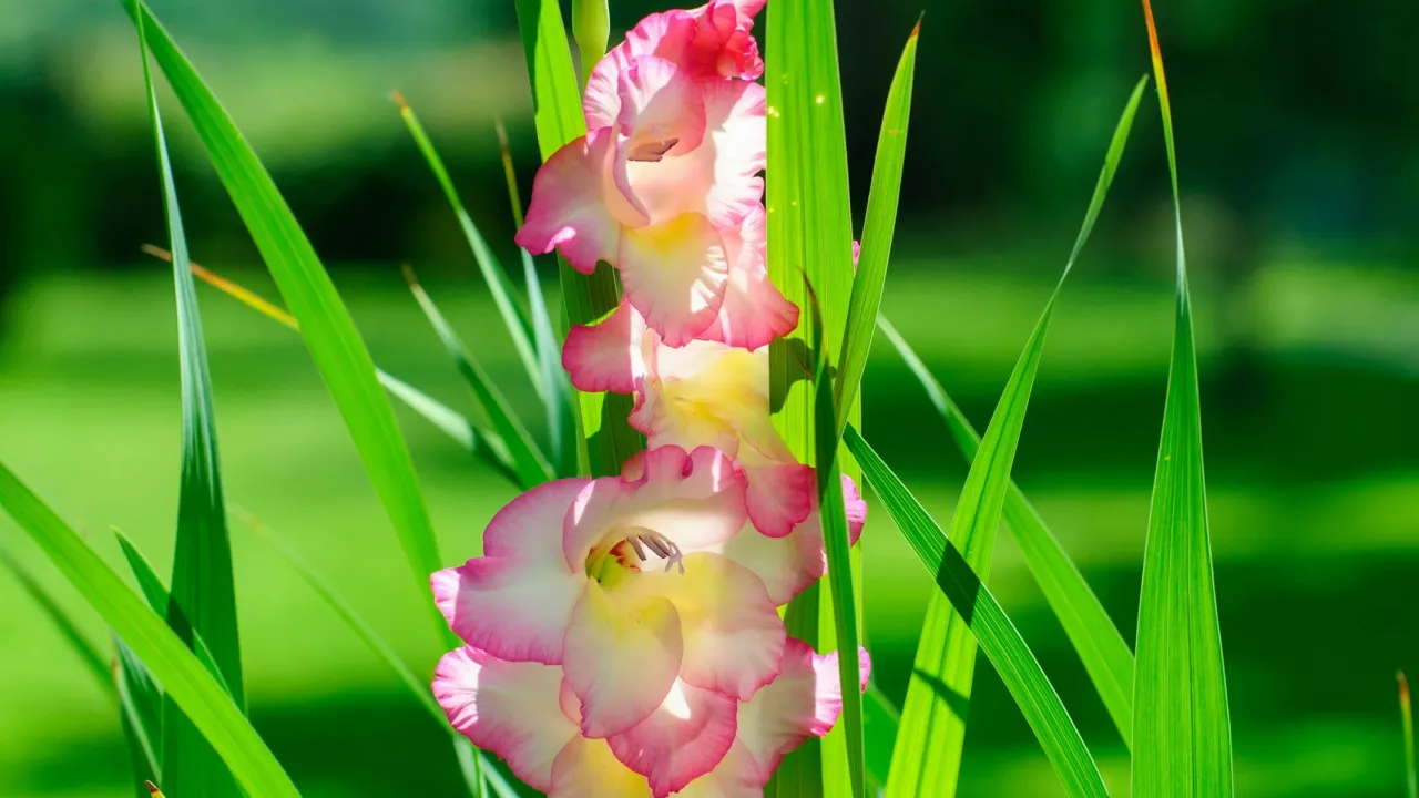 Гладіолуси навесні: коли садити та як підготувати ґрунт для рясного цвітіння 