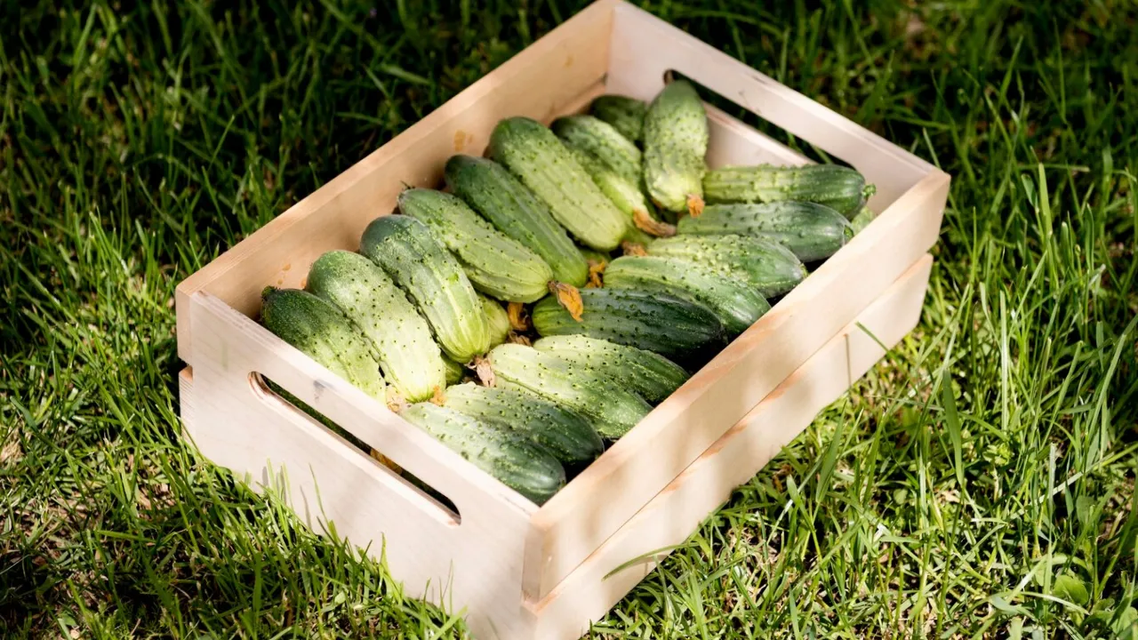 Щоб огірки не гірчили: найкращі рецепти поливу та підживлення 