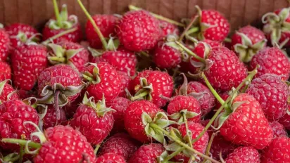 Як обробити малину навесні від шкідників: дієві народні методи для здорового врожаю - фото