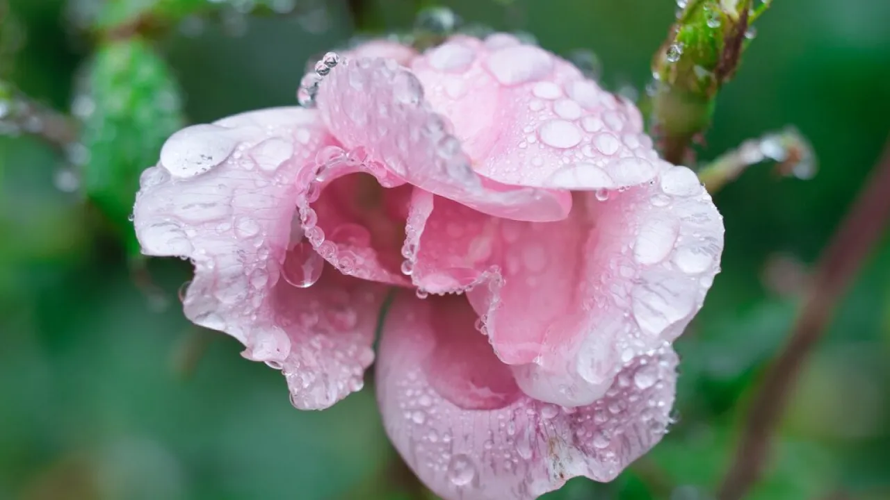 Погода готує несподіванку: весняне тепло різко зміниться похолоданням, грозами та заморозками 