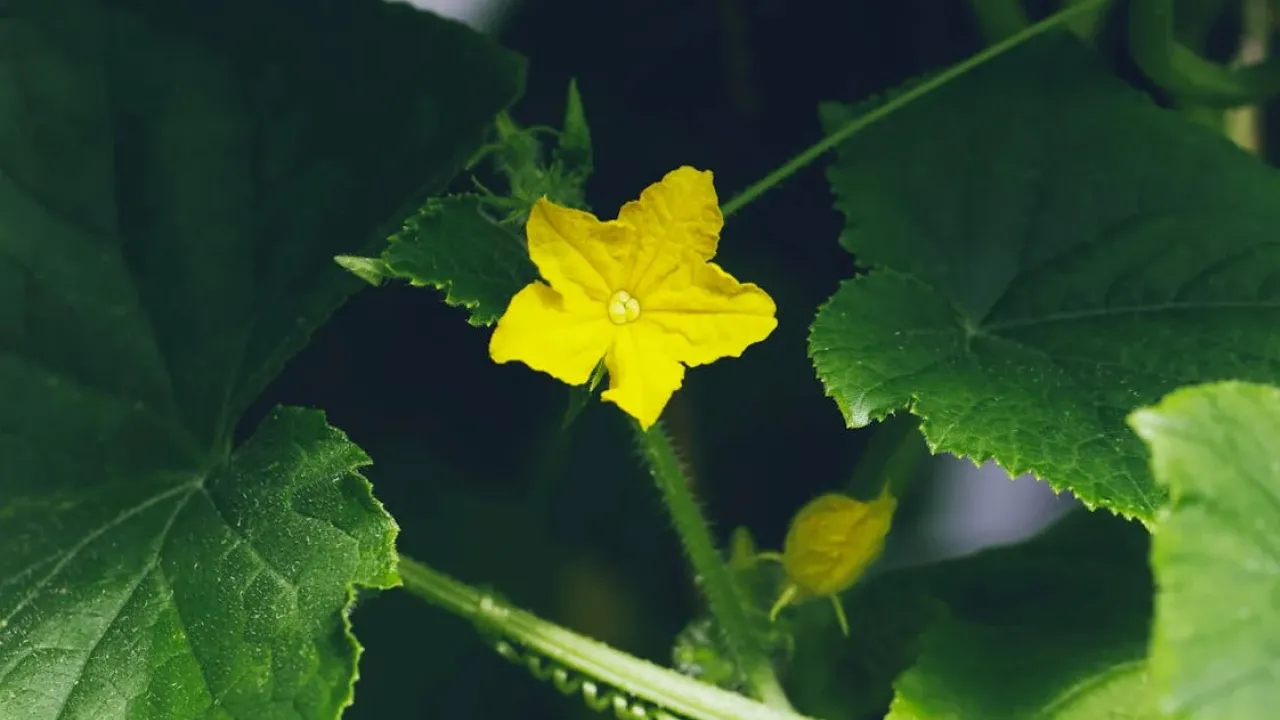 Як виростити міцну розсаду огірків: ключові поради та типові помилки городників 