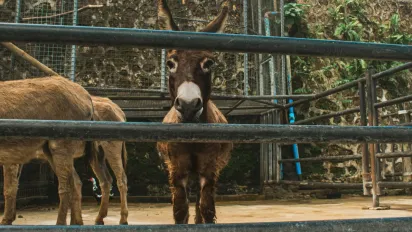 В Єгипті туристка заступилася за осла, якого жорстоко бив місцевий підліток - фото