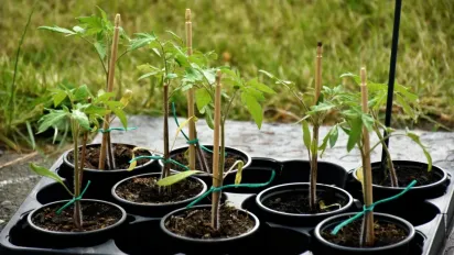 Аграрії розповіли, які добрива допоможуть розсаді томатів швидко прижитися - фото