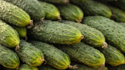 Урожаю не буде: чим категорично не можна удобрювати огірки — поширені помилки городників - фото