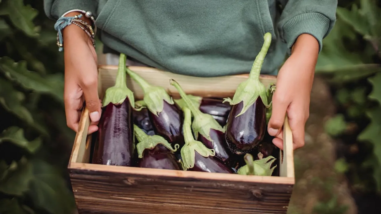 Як уникнути гіркоти в баклажанах: поради для садівників 