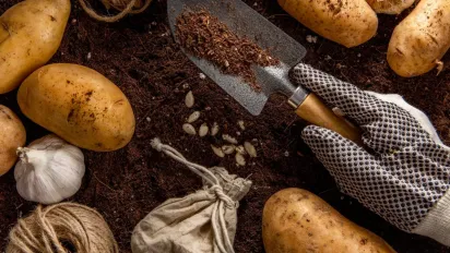 Що посадити міжряддями картоплі: рослини-компаньйони, які підвищують урожай та відлякують шкідників - фото