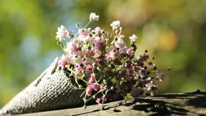 Садівники в захваті: ця багаторічна квітка цвіте до осені й виглядає, як повітряна хмара - фото