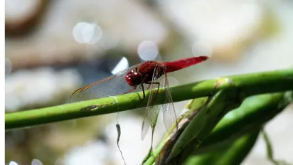 Це не «стрекоза»: перевірте, чи правильно ви називали цю комаху - фото