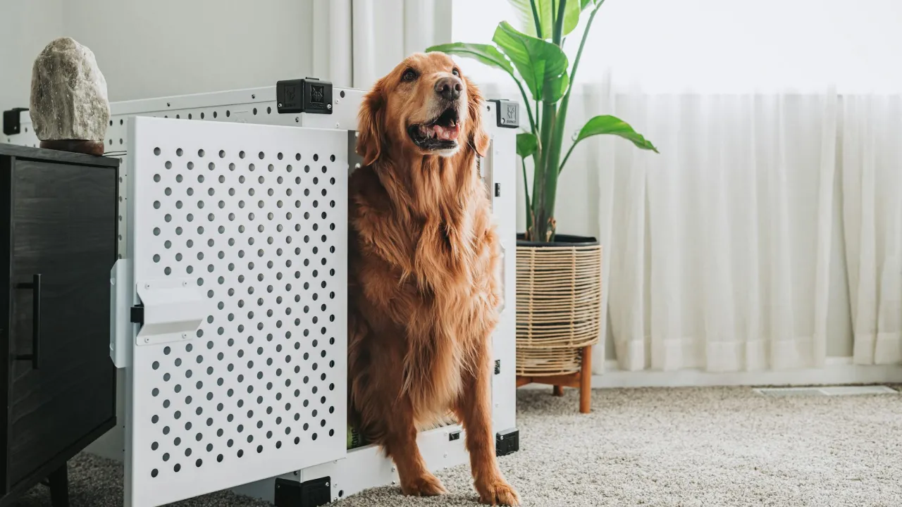 Будьте готові до бурі енергії: 5 найактивніших порід собак 