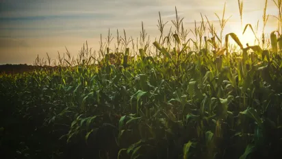 Найкращий час для посіву кукурудзи у 2025 році: не проґавте момент - фото