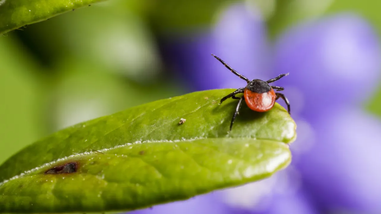 В Україні стартував сезон кліщів: яку групу крові вони обирають найчастіше 