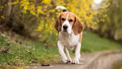 Які породи собак вважаються найменш агресивними: відповідь експертів - фото