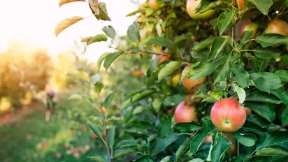 Ефективні народні засоби проти попелиці на яблунях: як захистити сад без хімії - фото