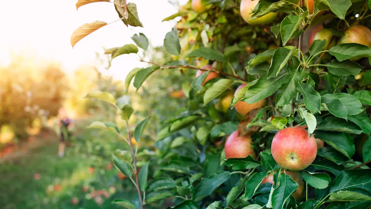 Ефективні народні засоби проти попелиці на яблунях: як захистити сад без хімії 