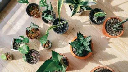 3 шкідливі поради для кімнатних рослин, яких варто уникати - фото