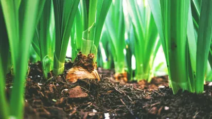 Останнє підживлення цибулі перед збором урожаю: чим і коли підгодувати - фото