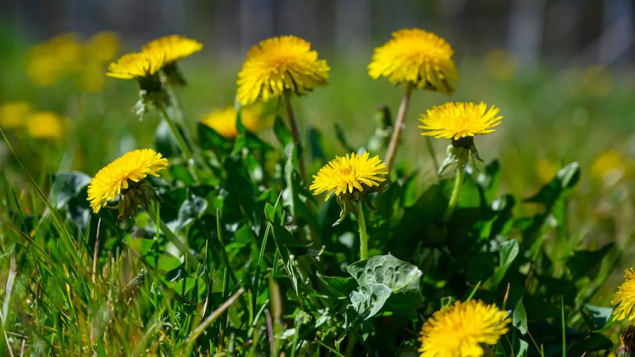 Коли до України повернеться тепла погода: прогноз синоптика 