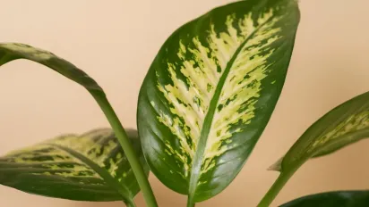 "Квітка смерті": яку рослину не радять тримати вдома - фото