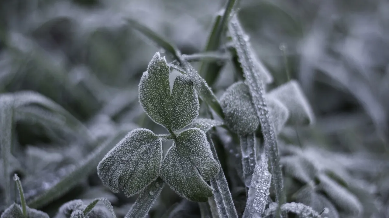 Найближчої ночі в Україні будуть заморозки: прогноз синоптиків 