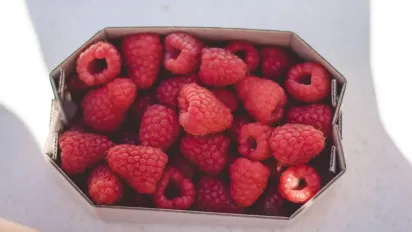 5 головних причин, чому малина засихає під час дозрівання ягід: як врятувати врожай - фото