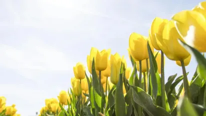 Тюльпани після цвітіння: чому не варто поспішати з обрізкою - фото