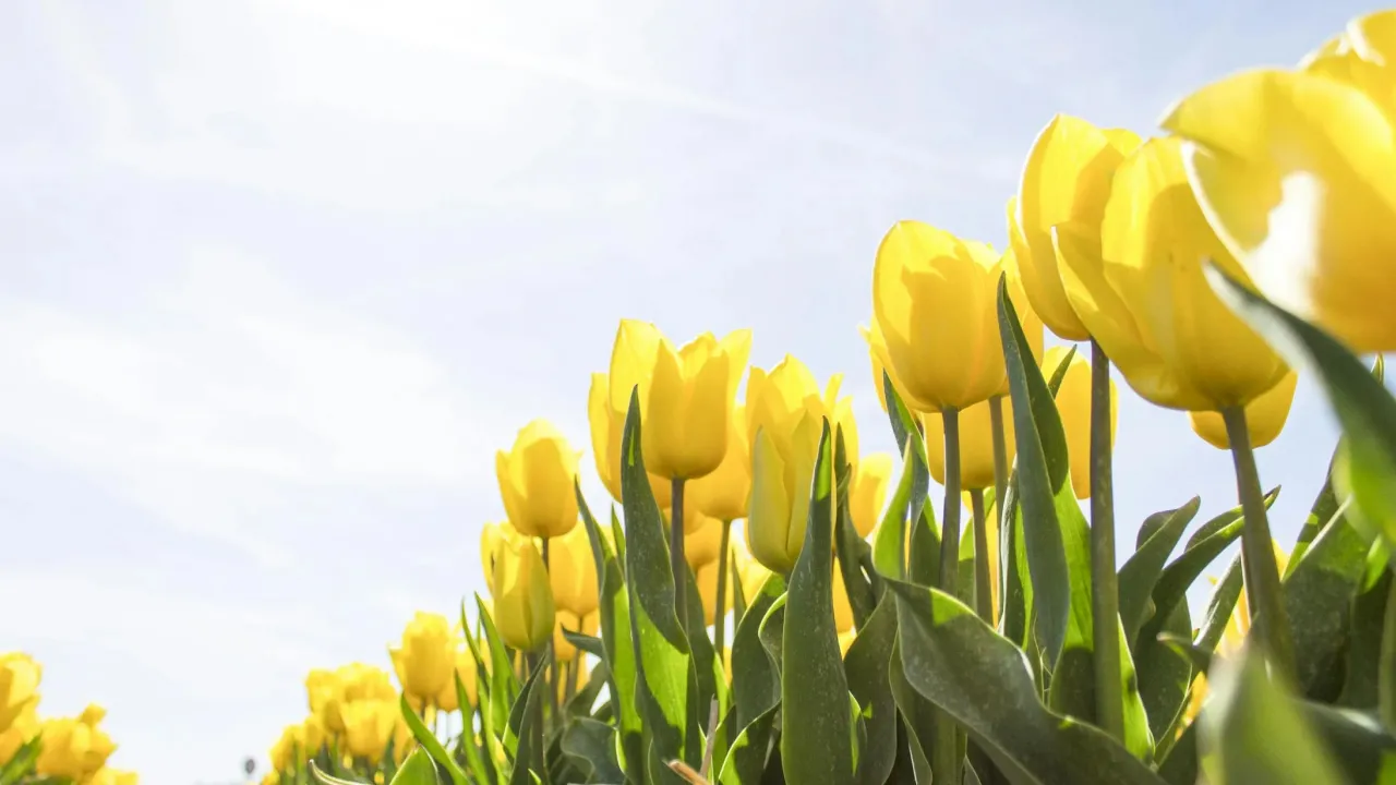 Тюльпани після цвітіння: чому не варто поспішати з обрізкою 