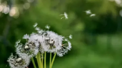 Весняне тепло повертається: яка погода буде в Україні 29 квітня - фото