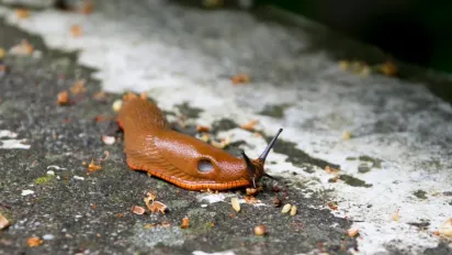 Часниковий розчин проти слимаків: простий, дешевий і ефективний метод порятунку саду - фото