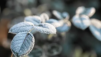 Синоптикиня повідомила, чи будуть заморозки у травні - фото