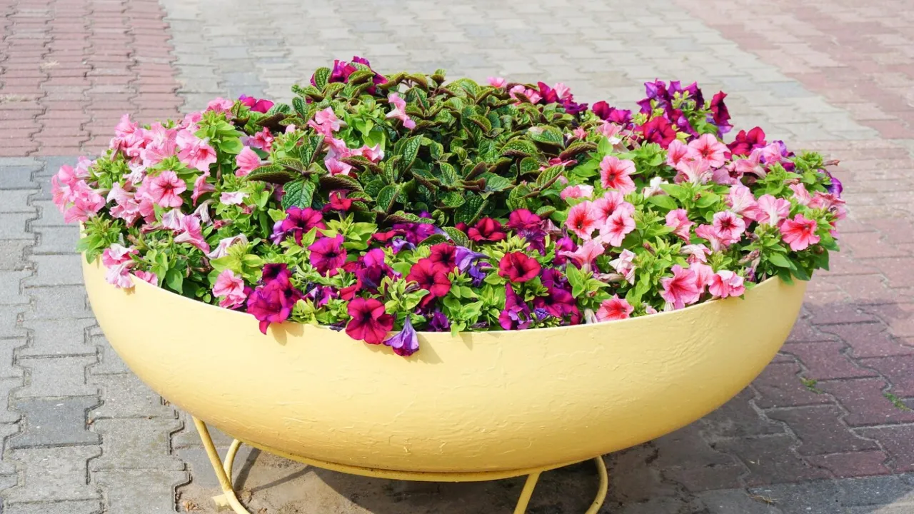 Самі цвітуть і не потребують догляду: 4 ідеальні квітки для озеленення могили 