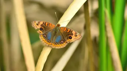 Не "бабочка": ви все життя називали цю комаху неправильно - фото