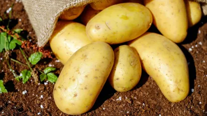 Як отримати рекордний урожай картоплі: простий секрет, який економить добрива - фото
